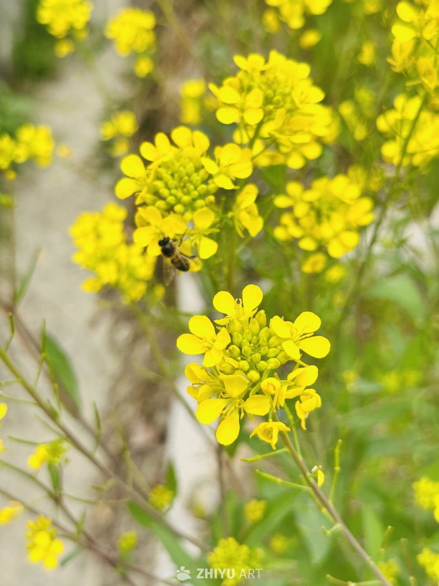 蜜蜂采蜜于油菜花丛