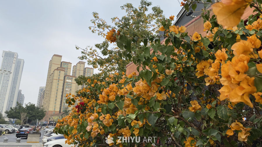 城市街角的黄色花丛