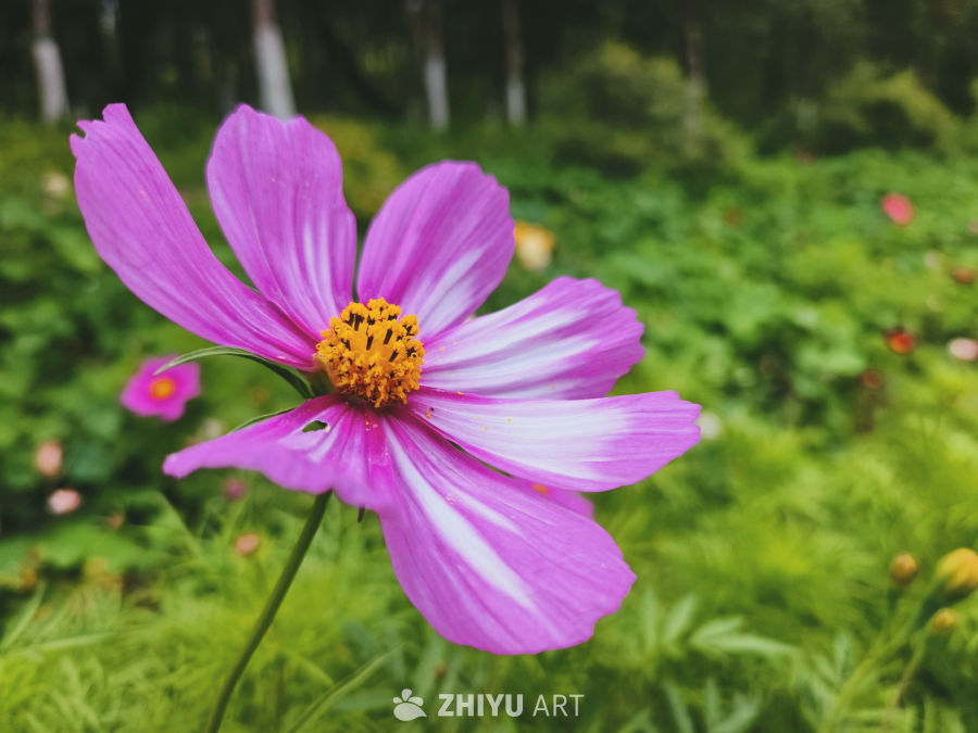 格桑花特写