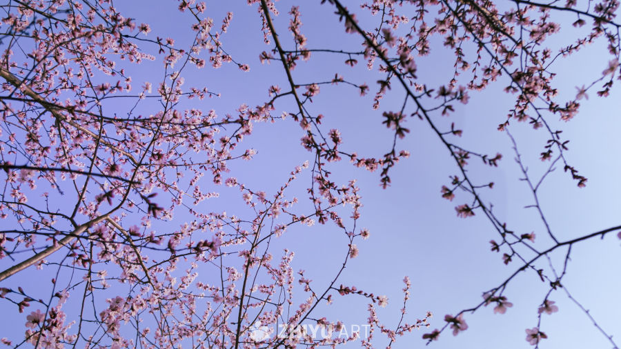 桃花节