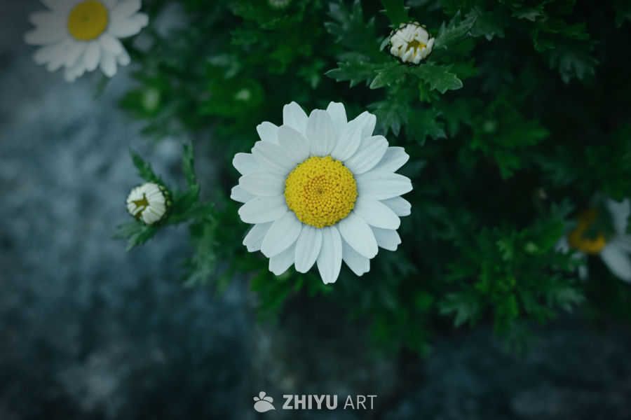 赴一场春天的花事