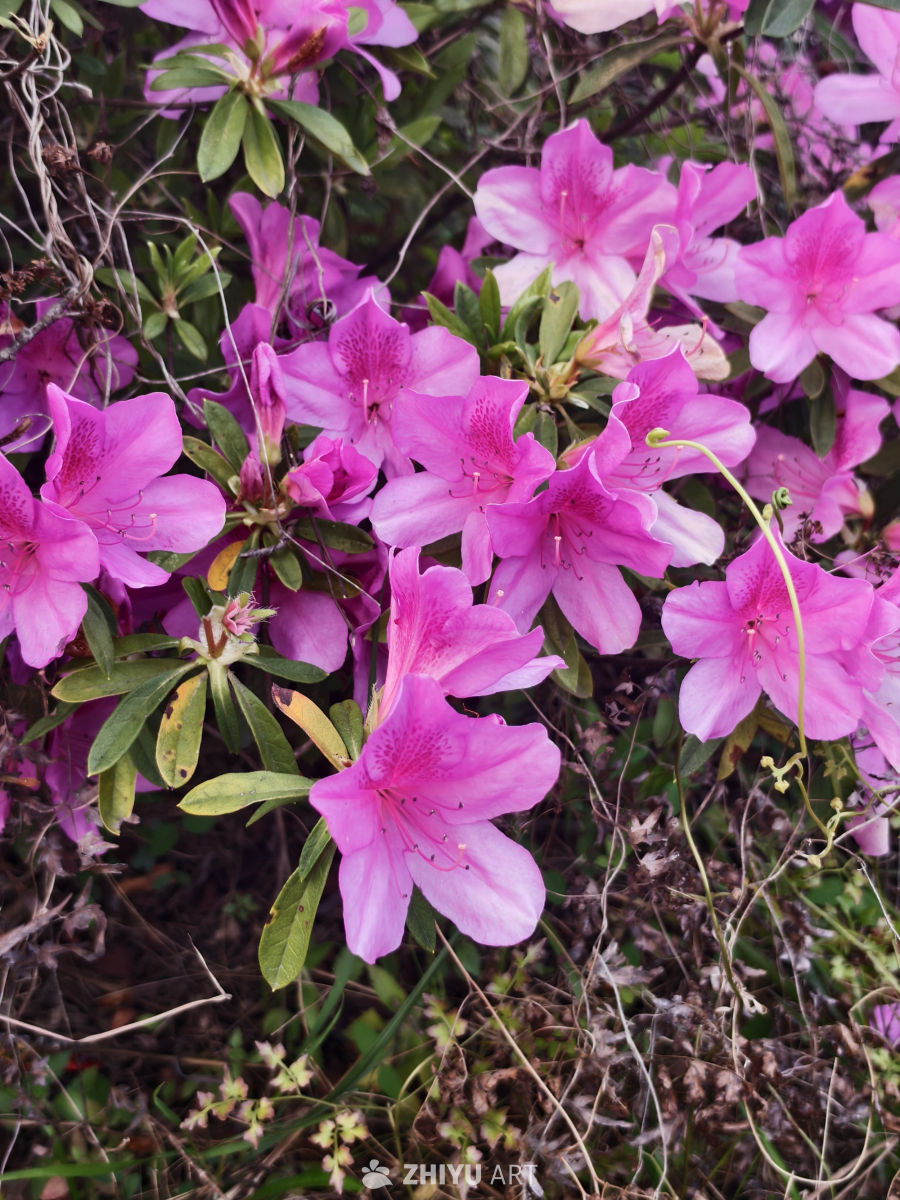 花别离