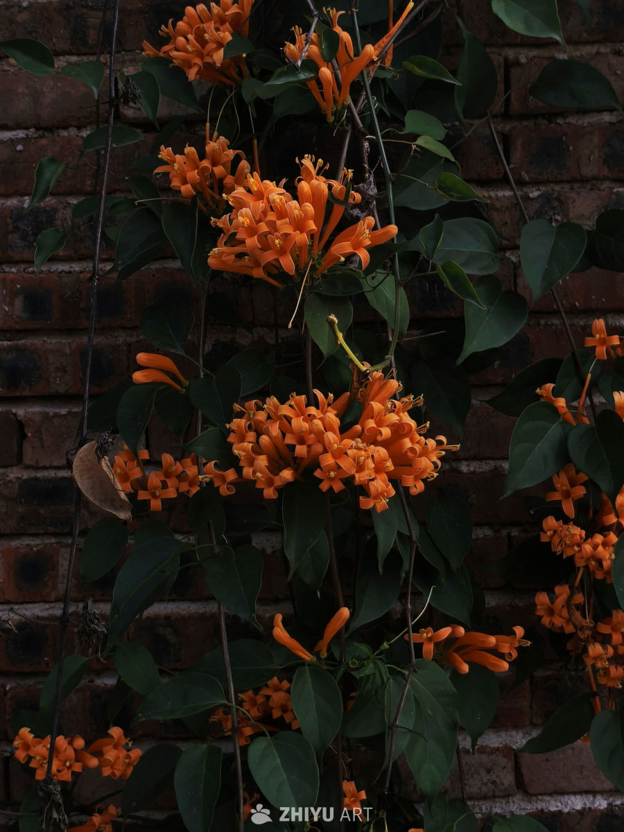 花别离