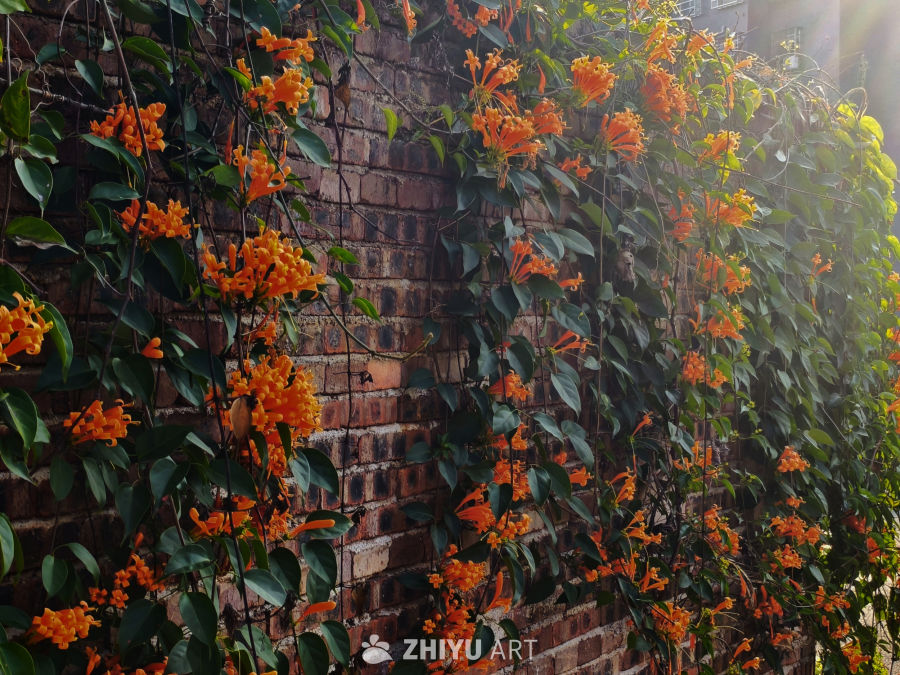 花别离