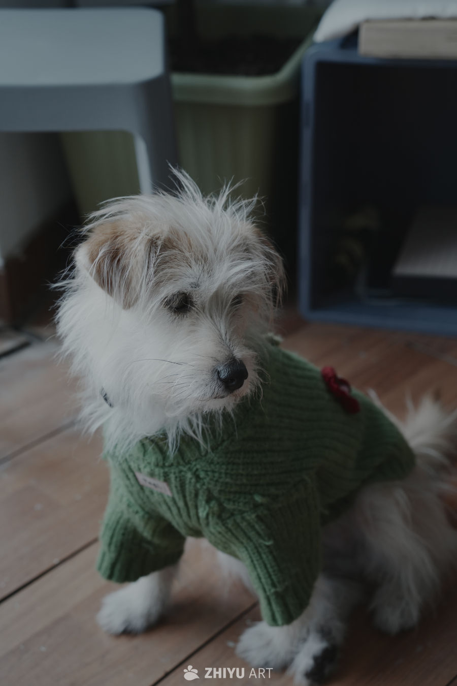 🐶