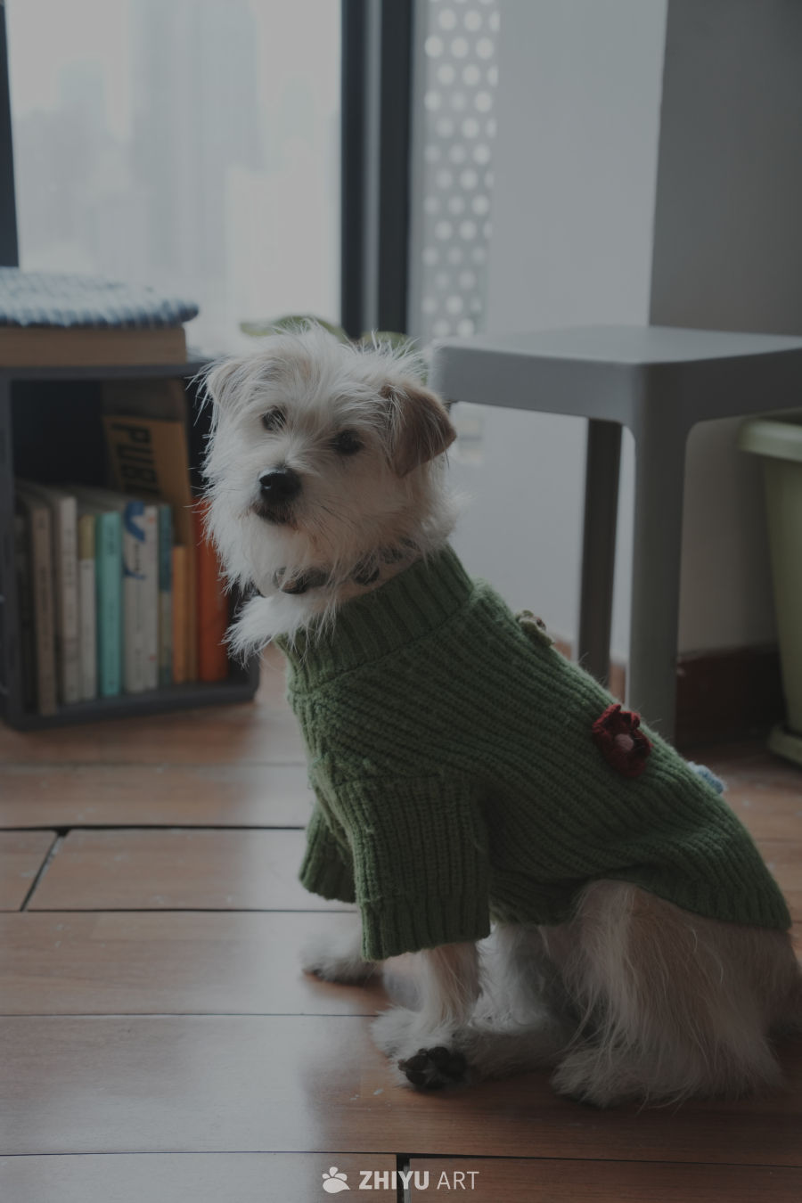 🐶