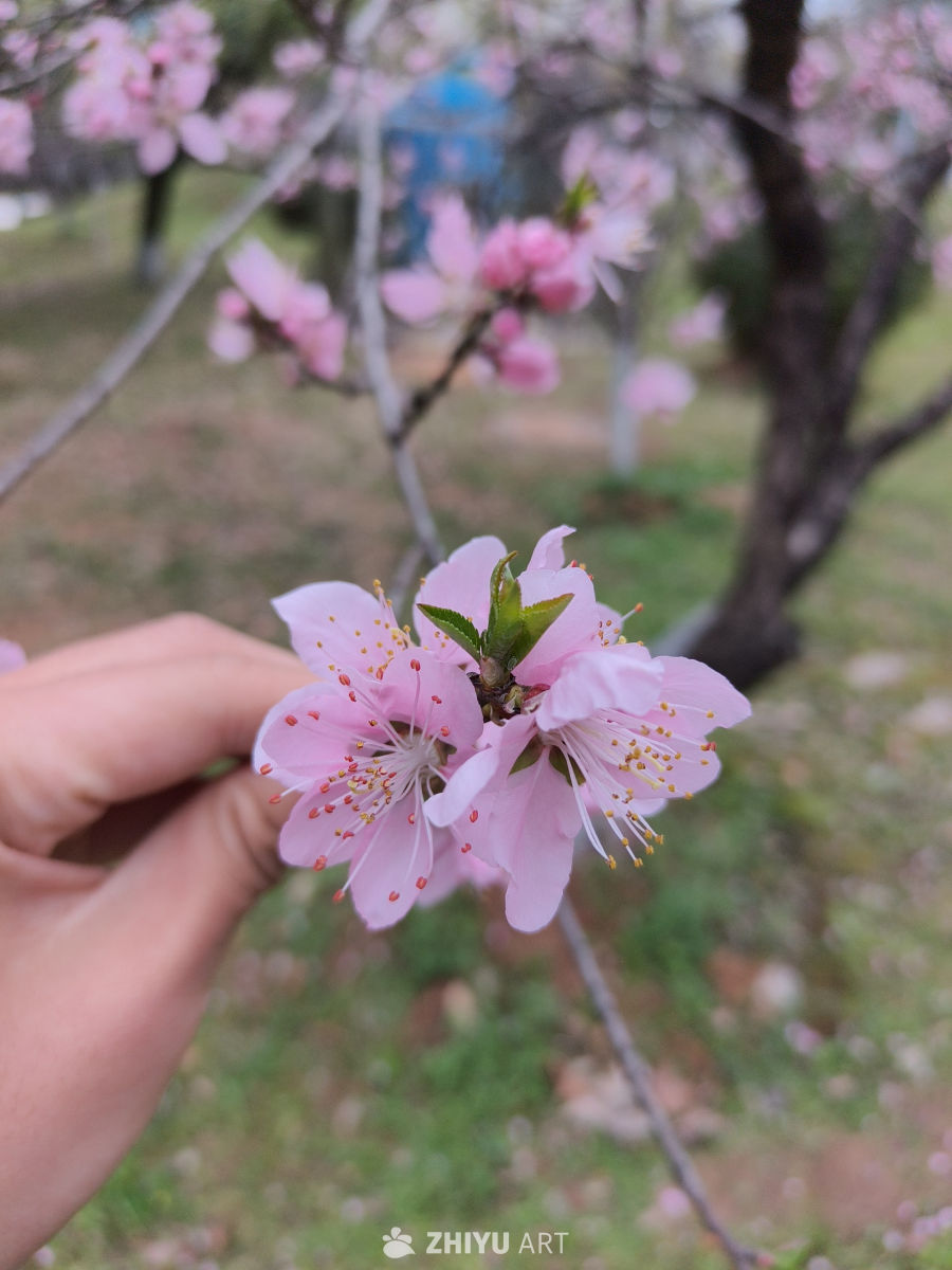 春日桃花手捧图