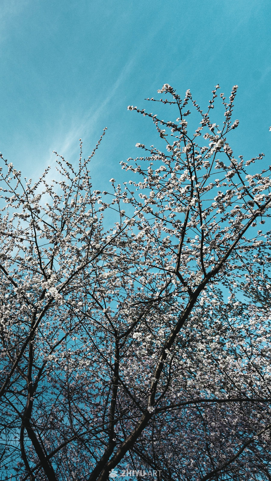 桃花源
