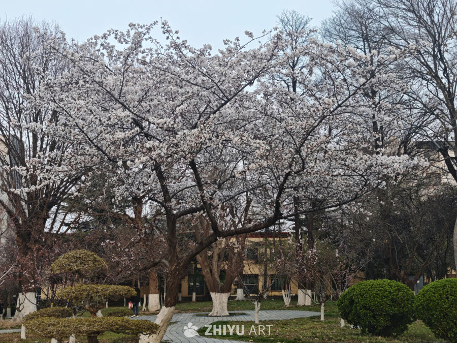 春日樱花盛开的公园