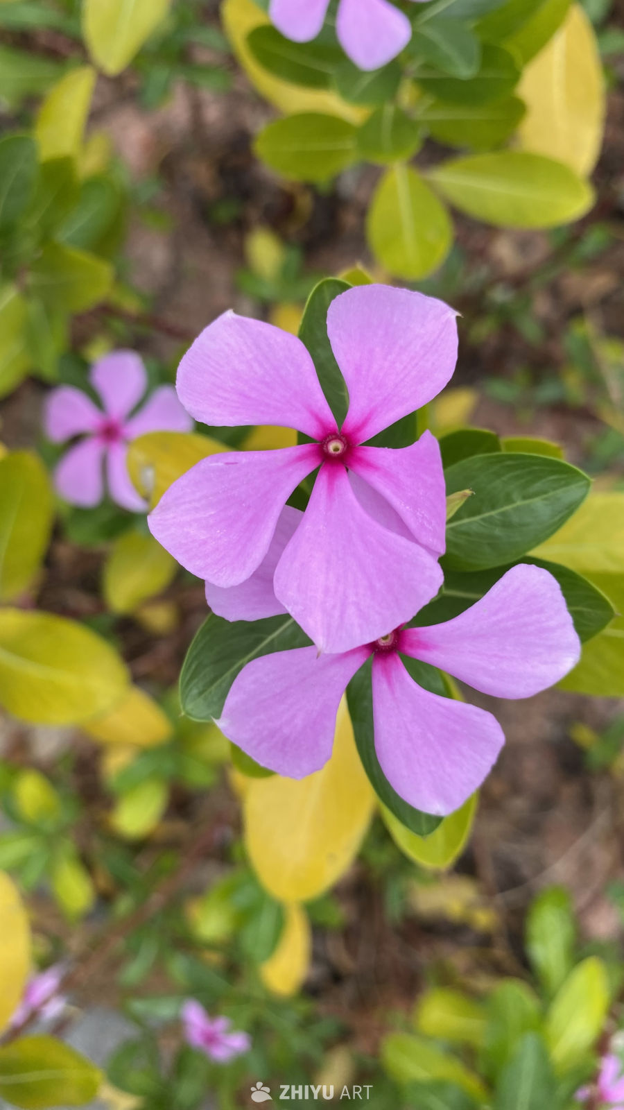 紫花绿叶春意浓