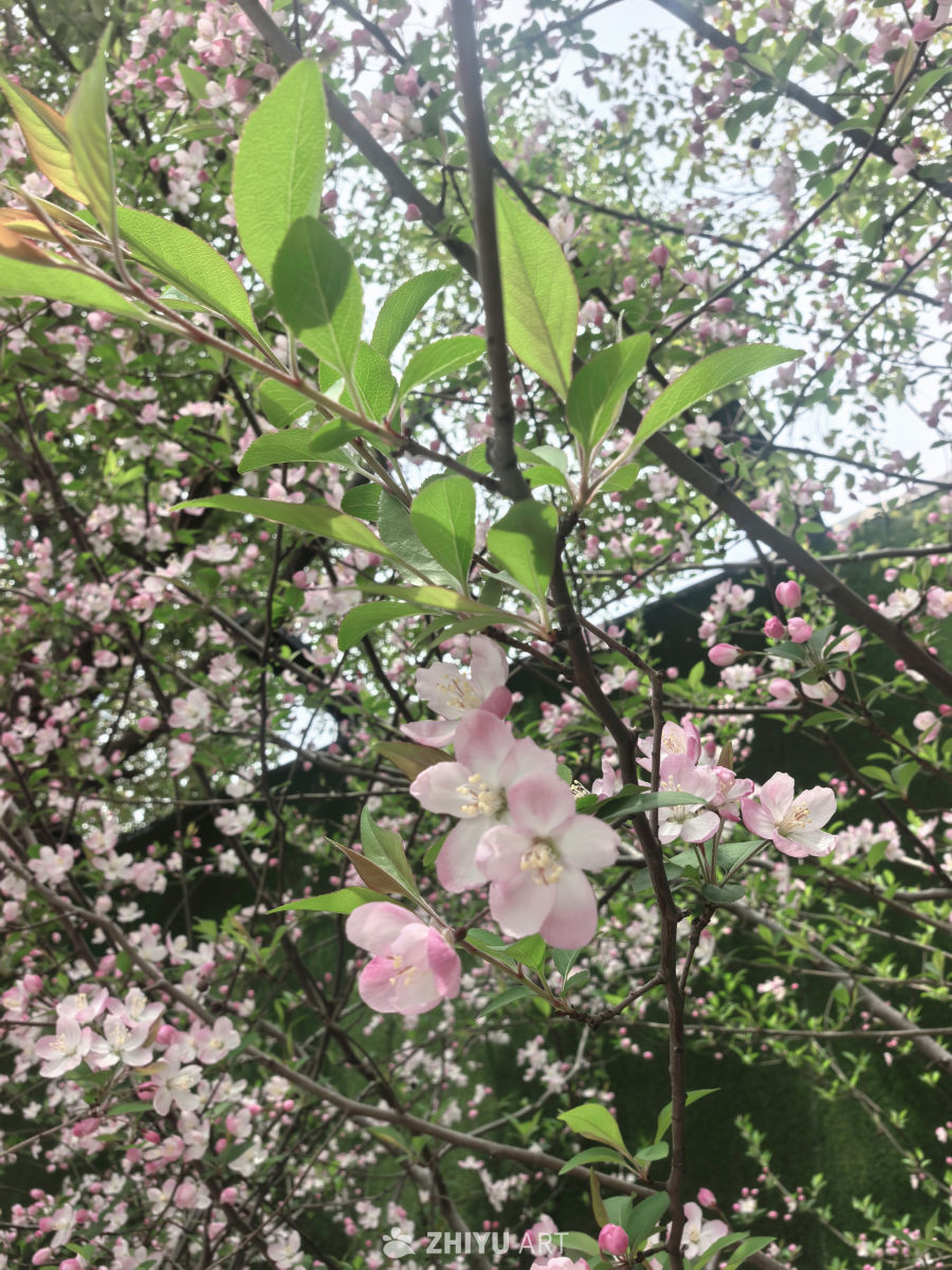 春天当然要拍花