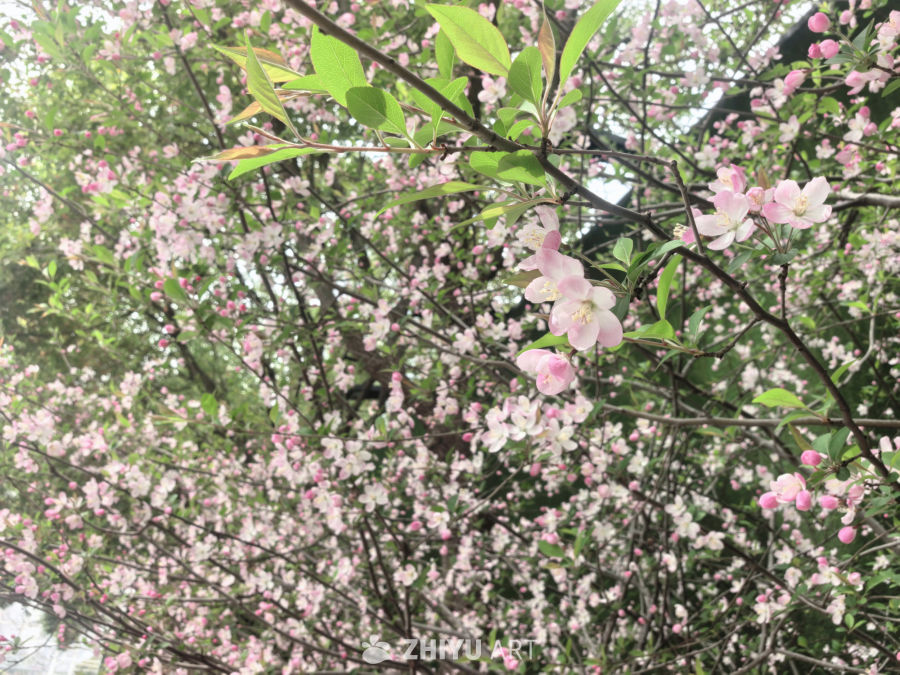 春天当然要拍花
