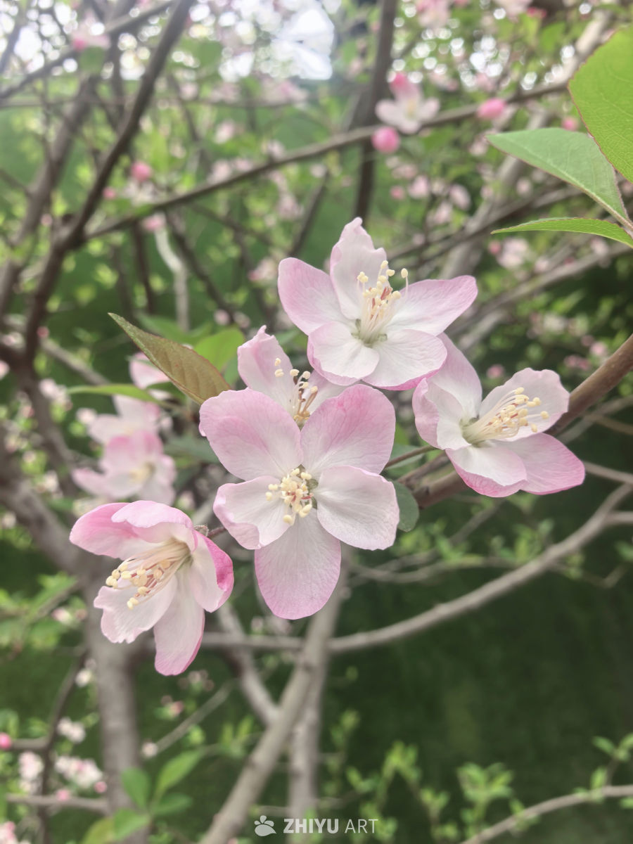 春天当然要拍花