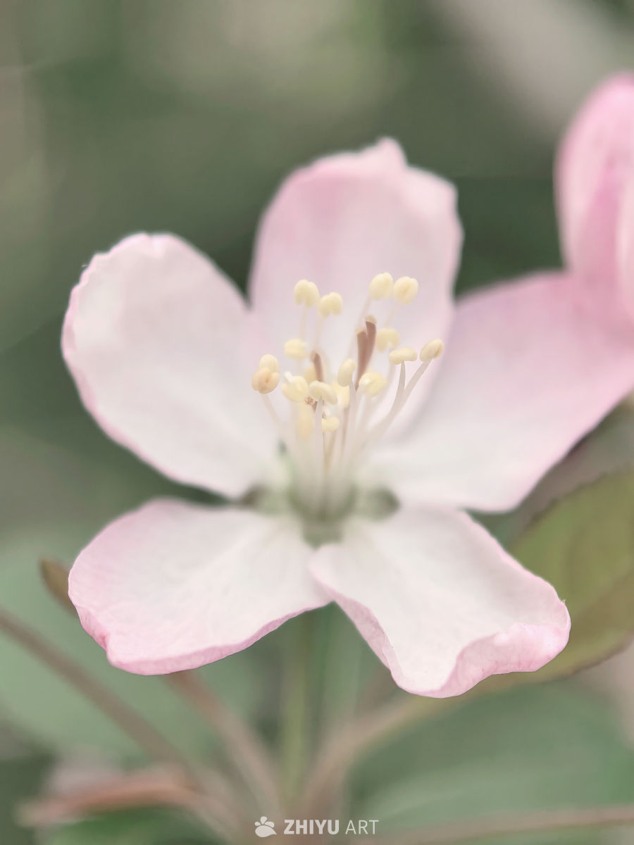 春天当然要拍花