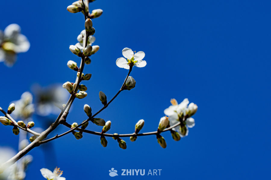 春日樱花绽放