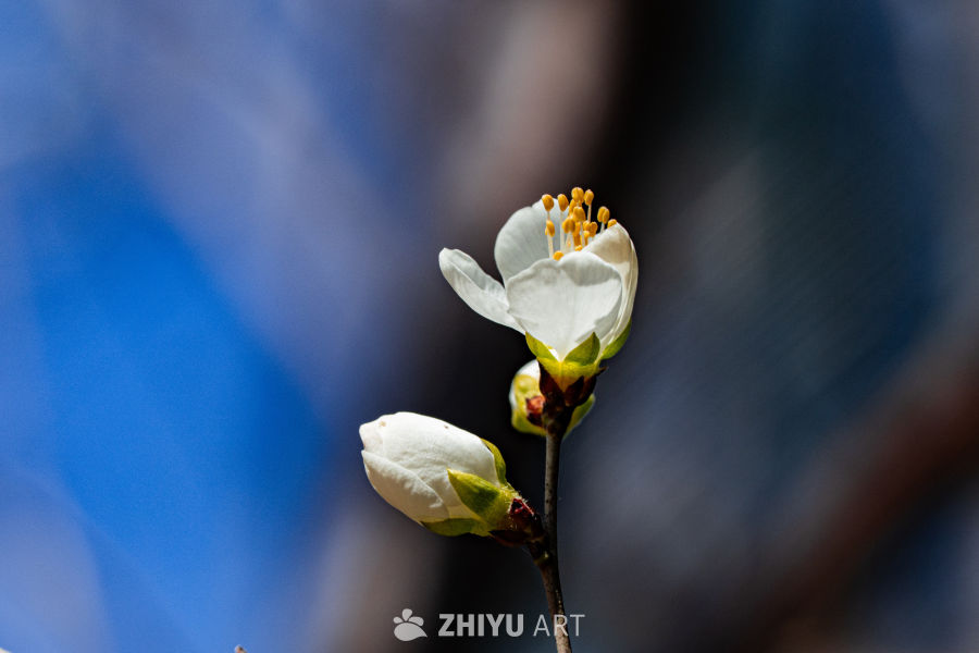 春日樱花绽放