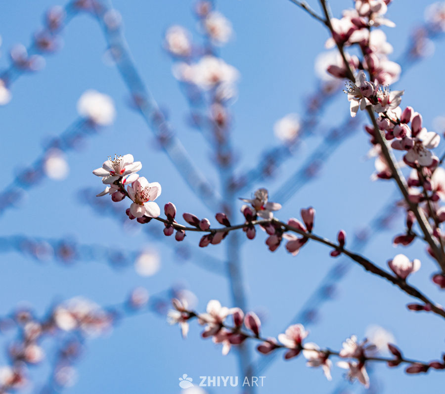 春日樱花绽放