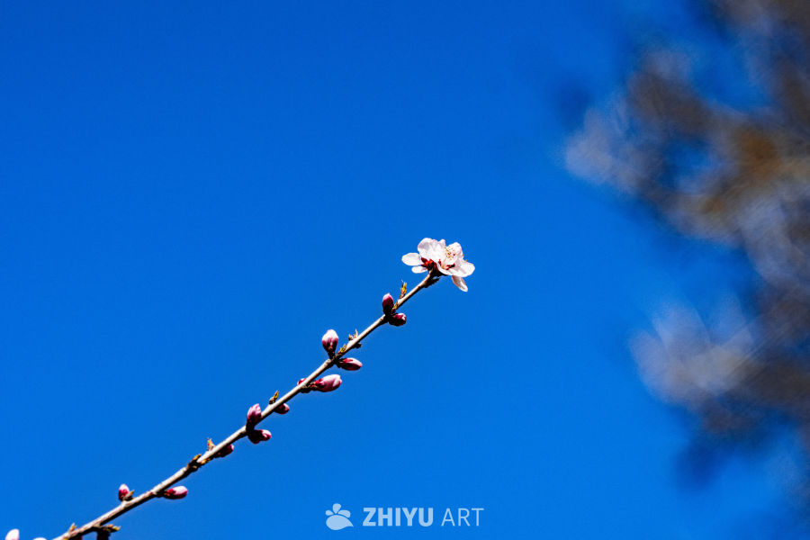 春日樱花枝头绽放