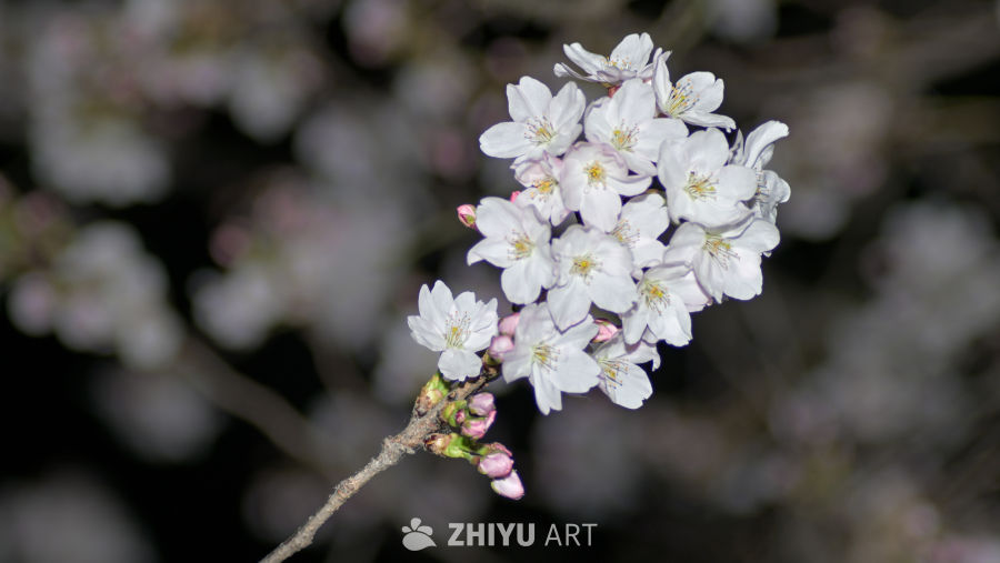 春花