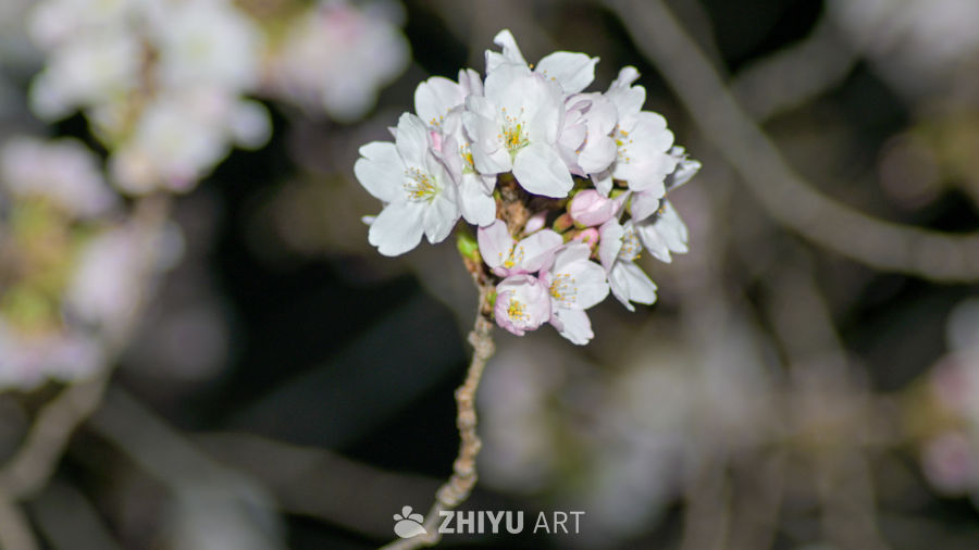 春花
