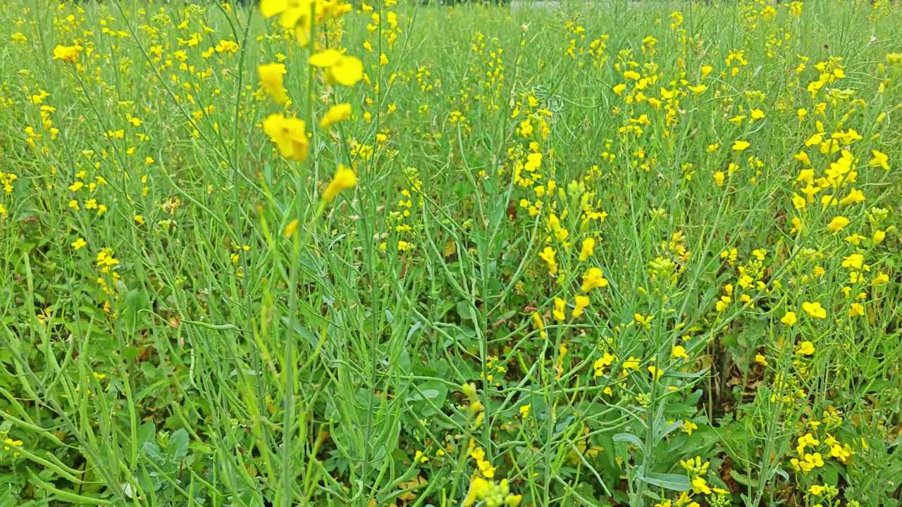 4K春天油菜花田左摇