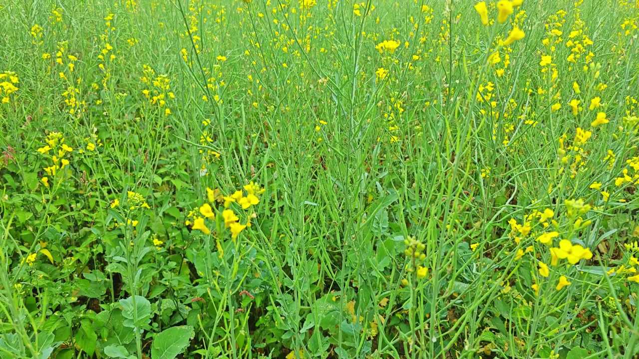 4K春天油菜花田特写