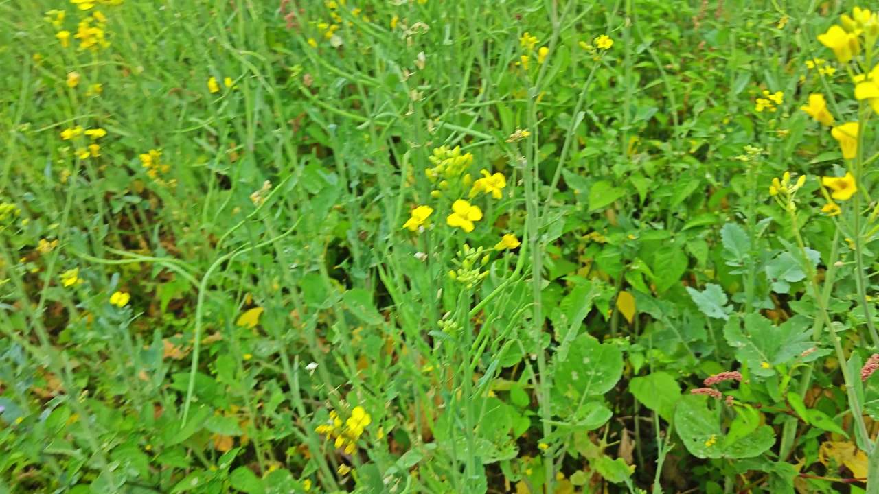4K春天油菜花