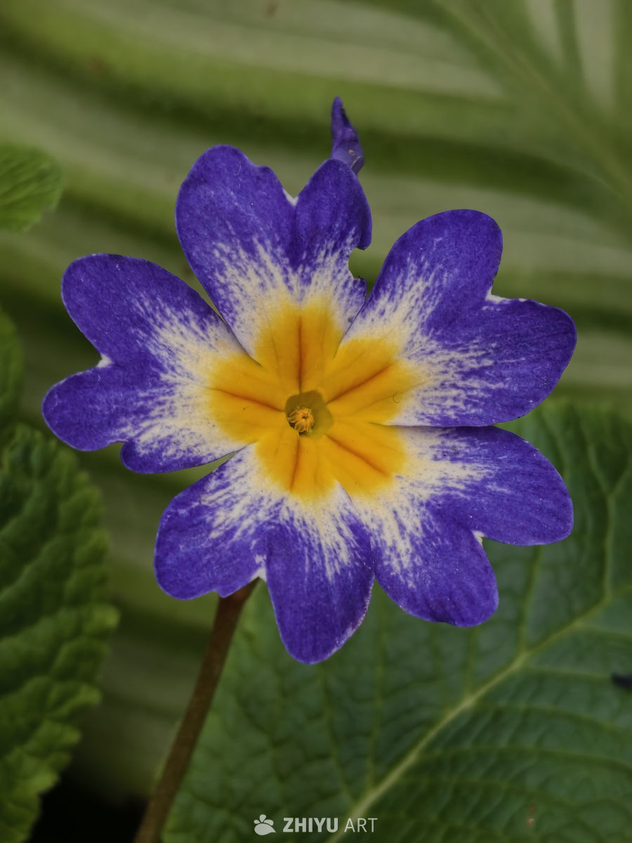 花蕊特写