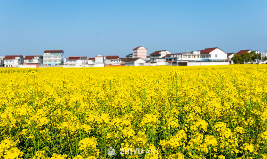 我眼中的油菜花
