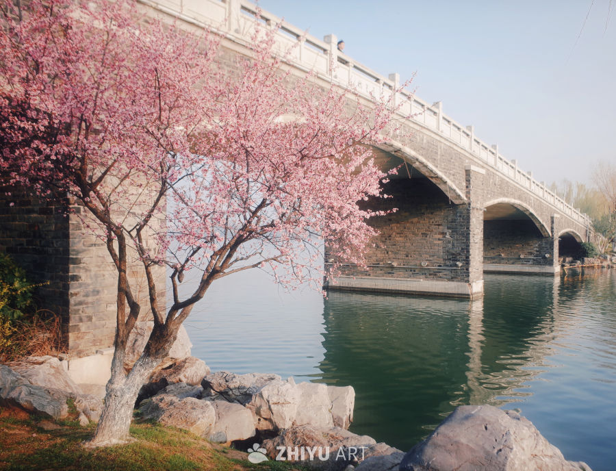 🌸樱花