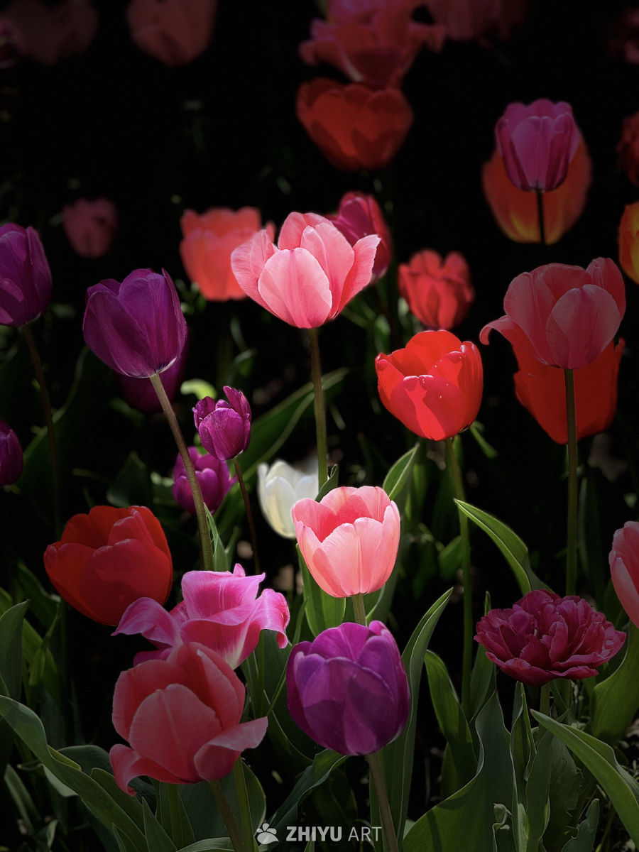 色彩斑斓的郁金香花海
