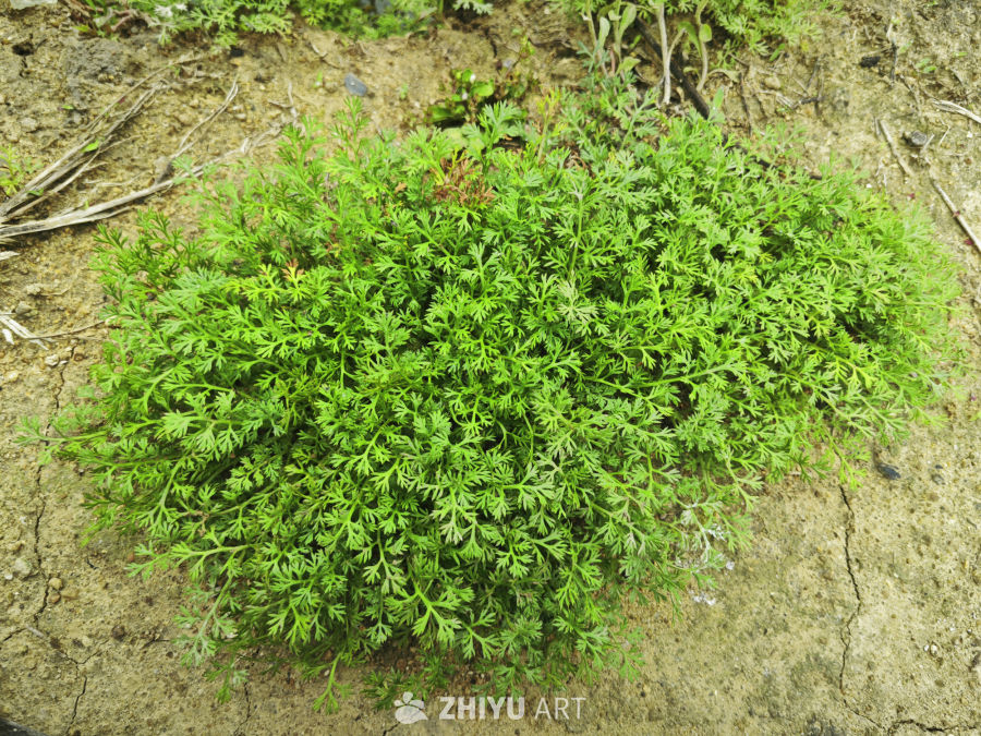 艾草丛