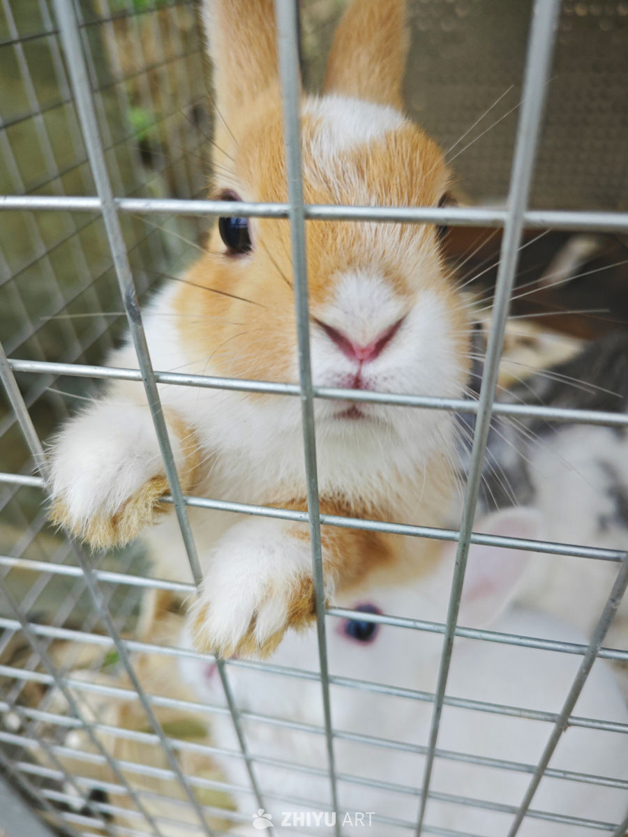 可爱小兔子2