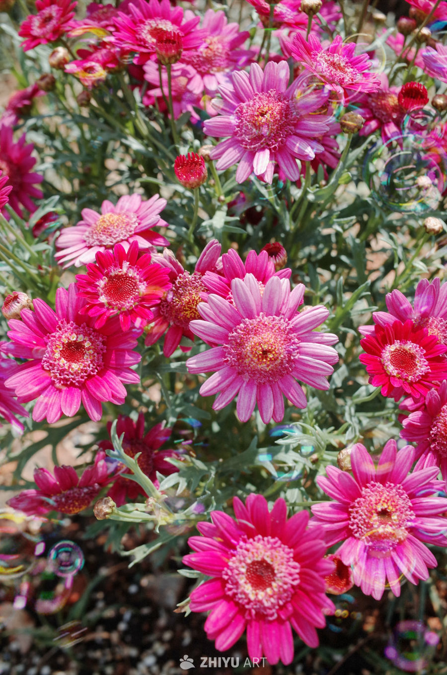 小花