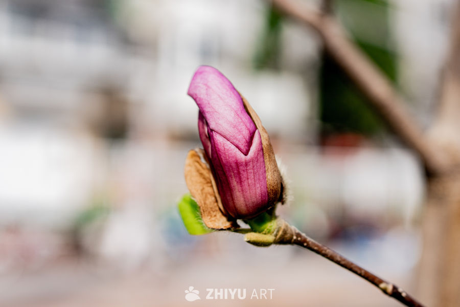 紫红花蕾待绽放
