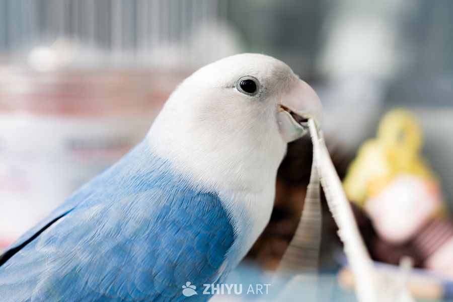 蓝白鹦鹉特写：萌态十足