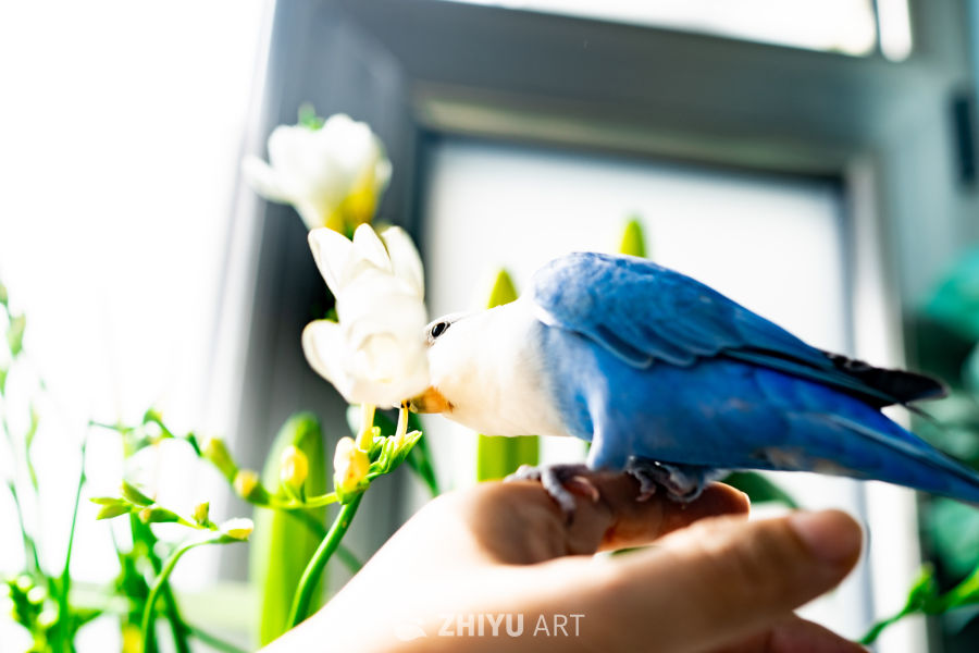 蓝白鹦鹉嗅花图