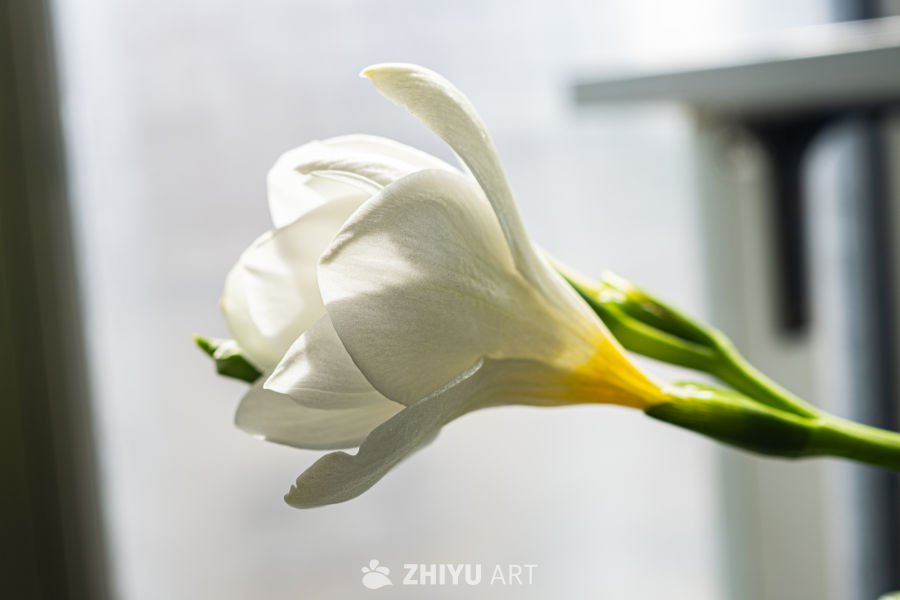 窗边的白色花朵