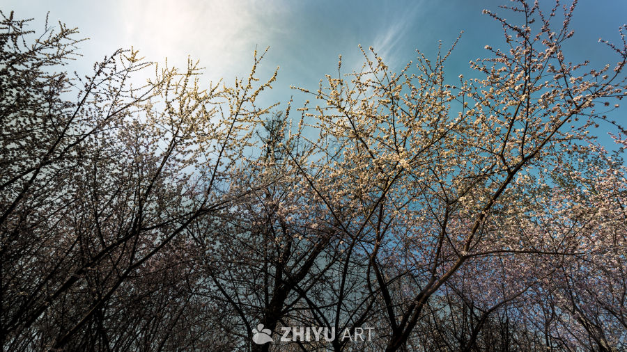 桃花节