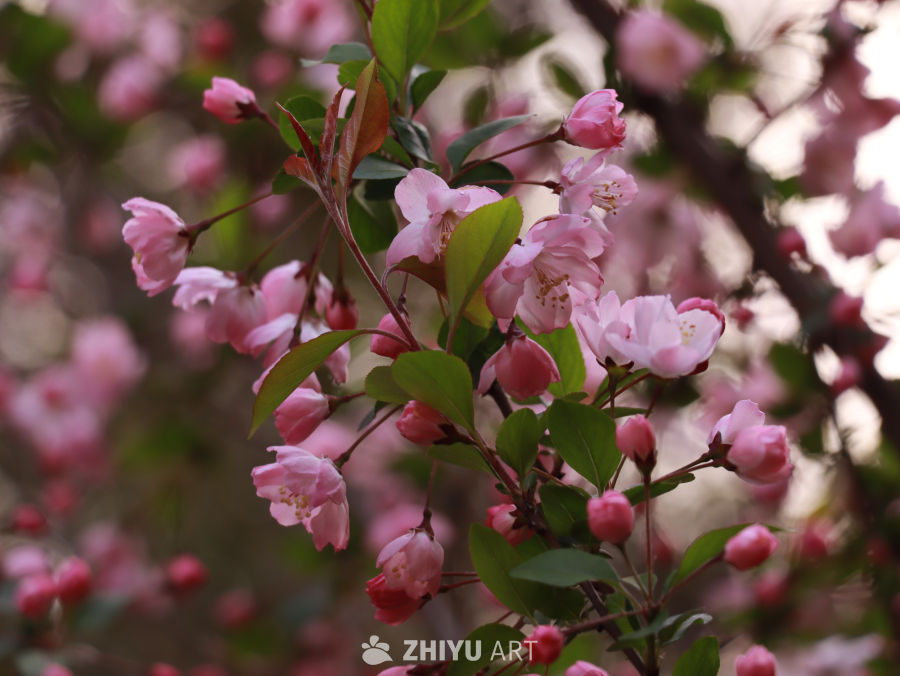 春天里的垂丝海棠