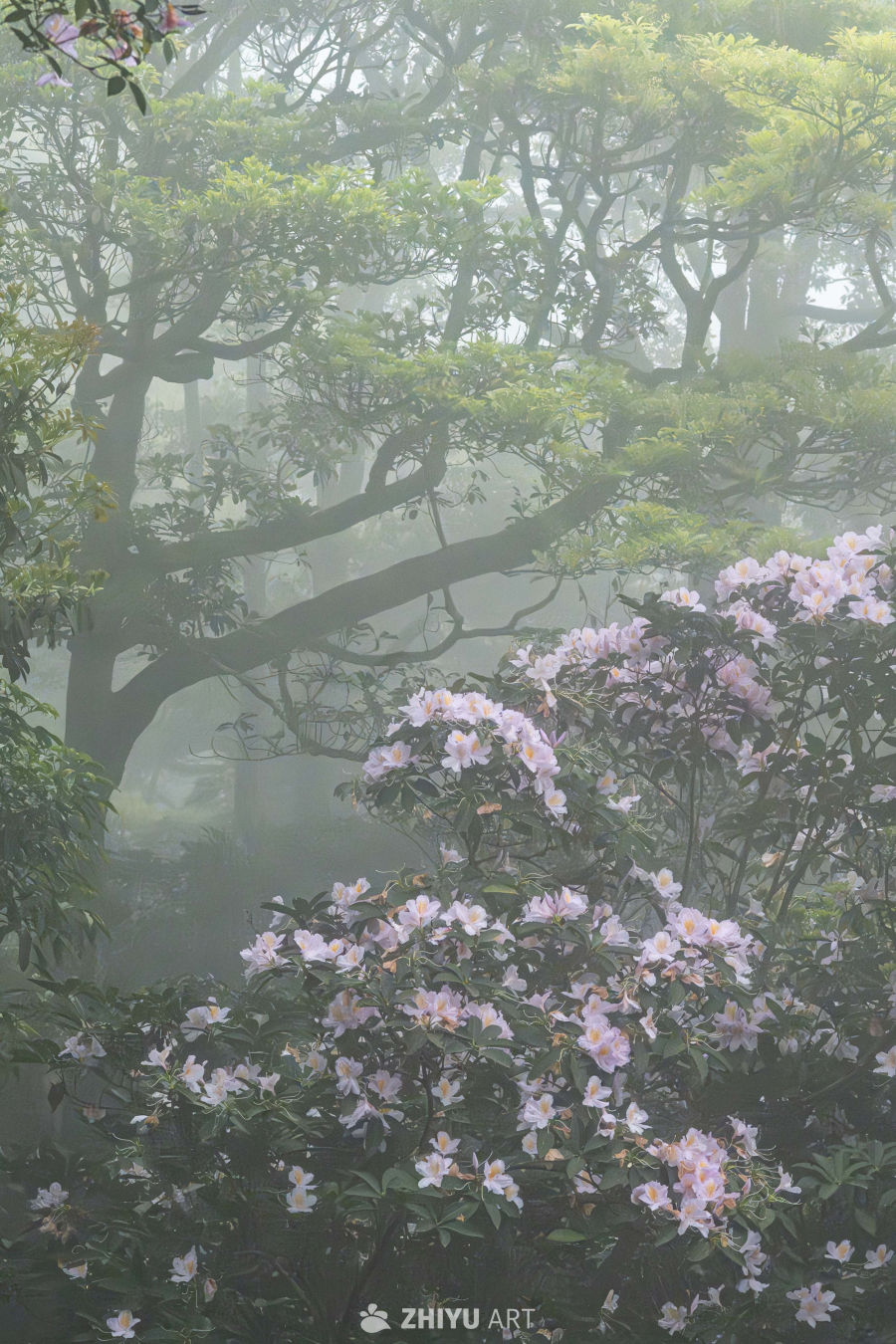 雾中杜鹃花林