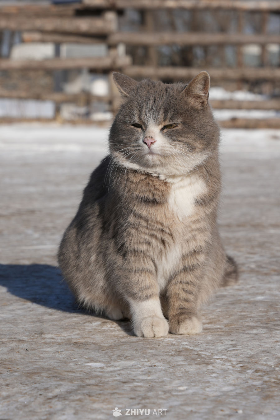 冬日雪地猫咪