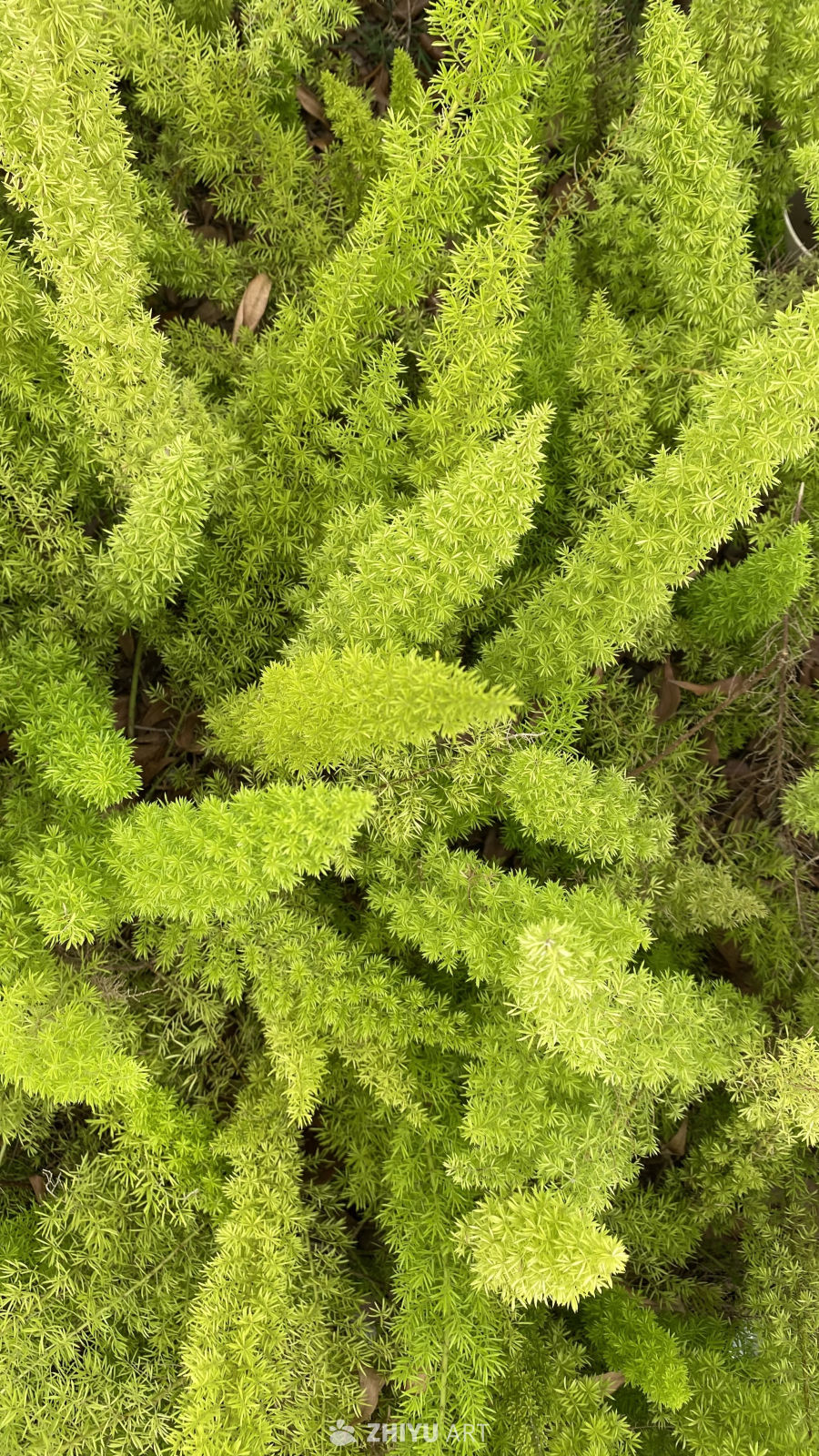 翠绿芦荟丛