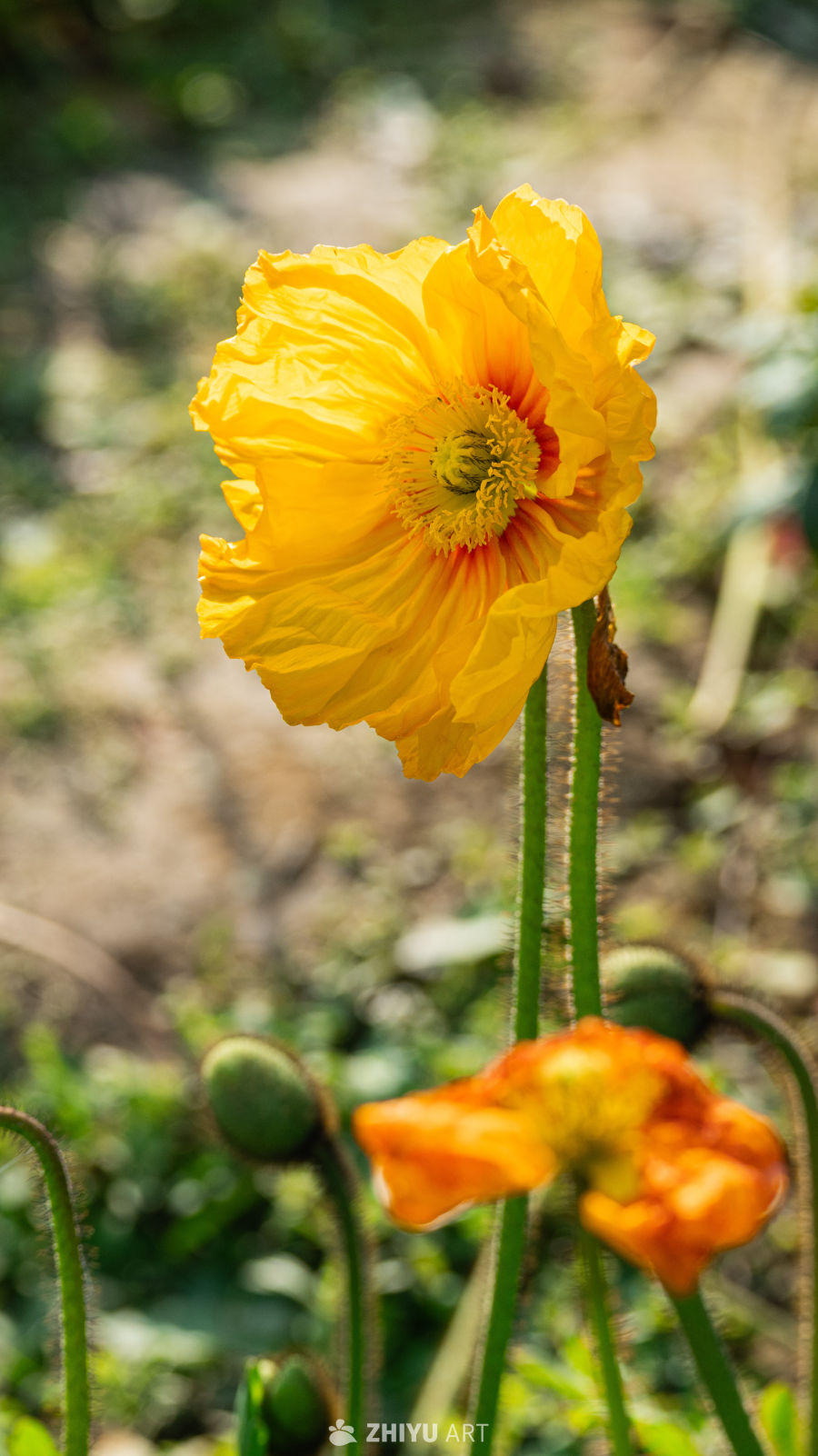 阳光下的黄色罂粟花