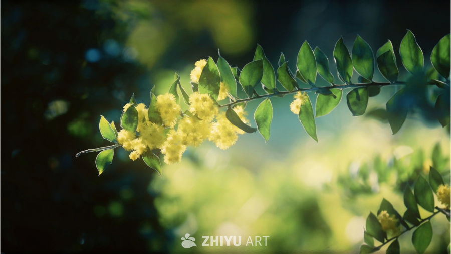 春日阳光下的黄花绿叶