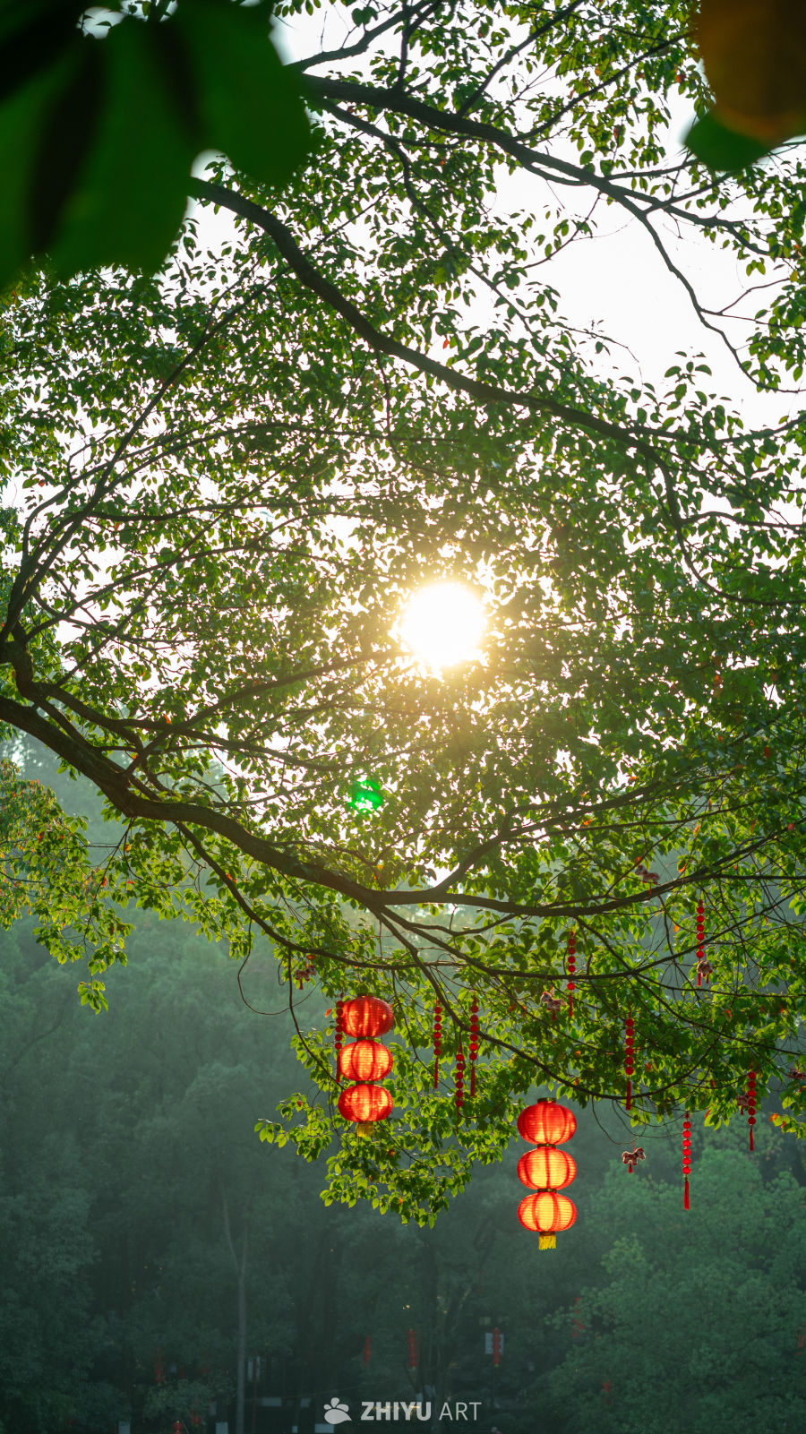 阳光下的红灯笼与绿树