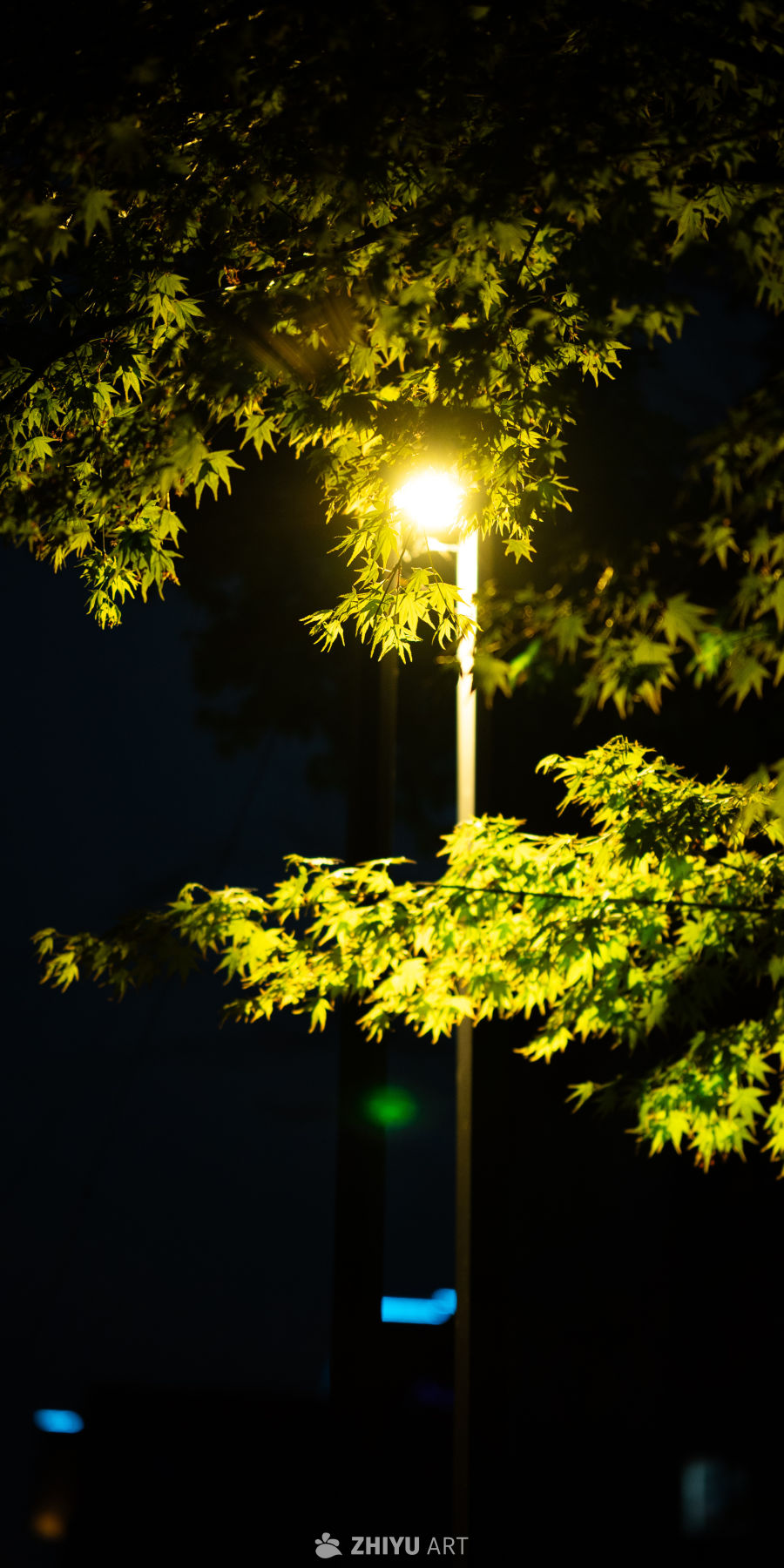 夜路灯影下的绿叶