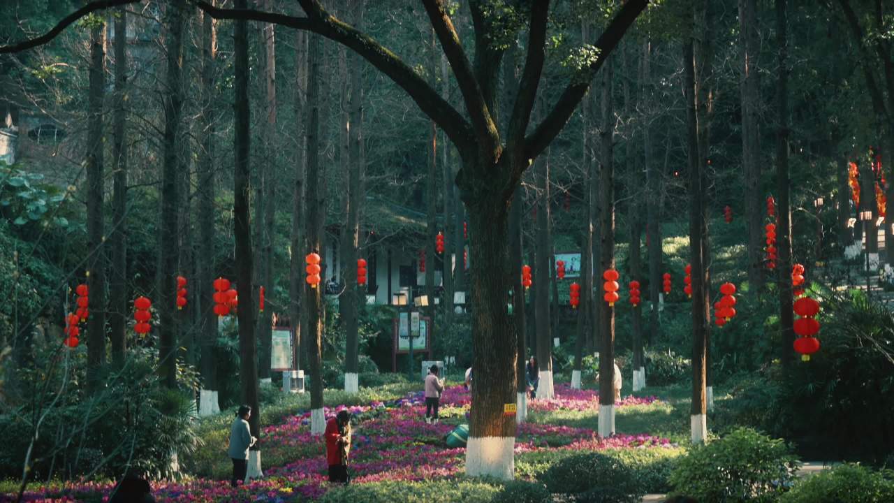 红灯笼森林的宁静时光