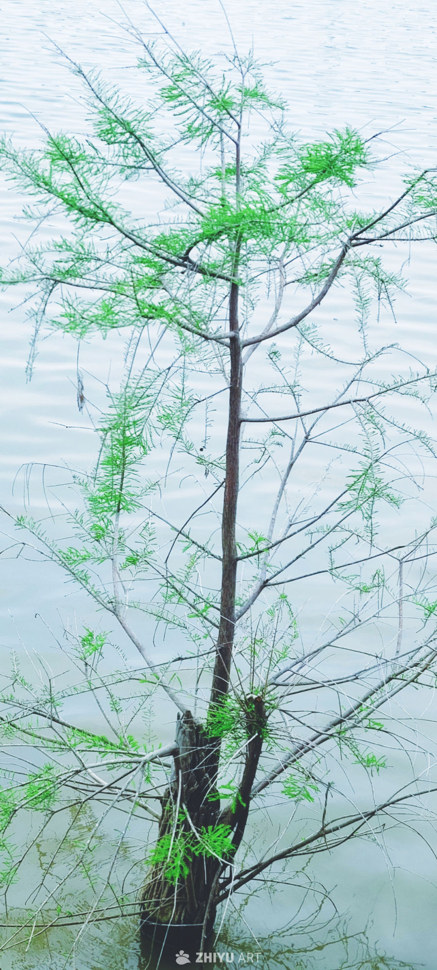 码头 4
