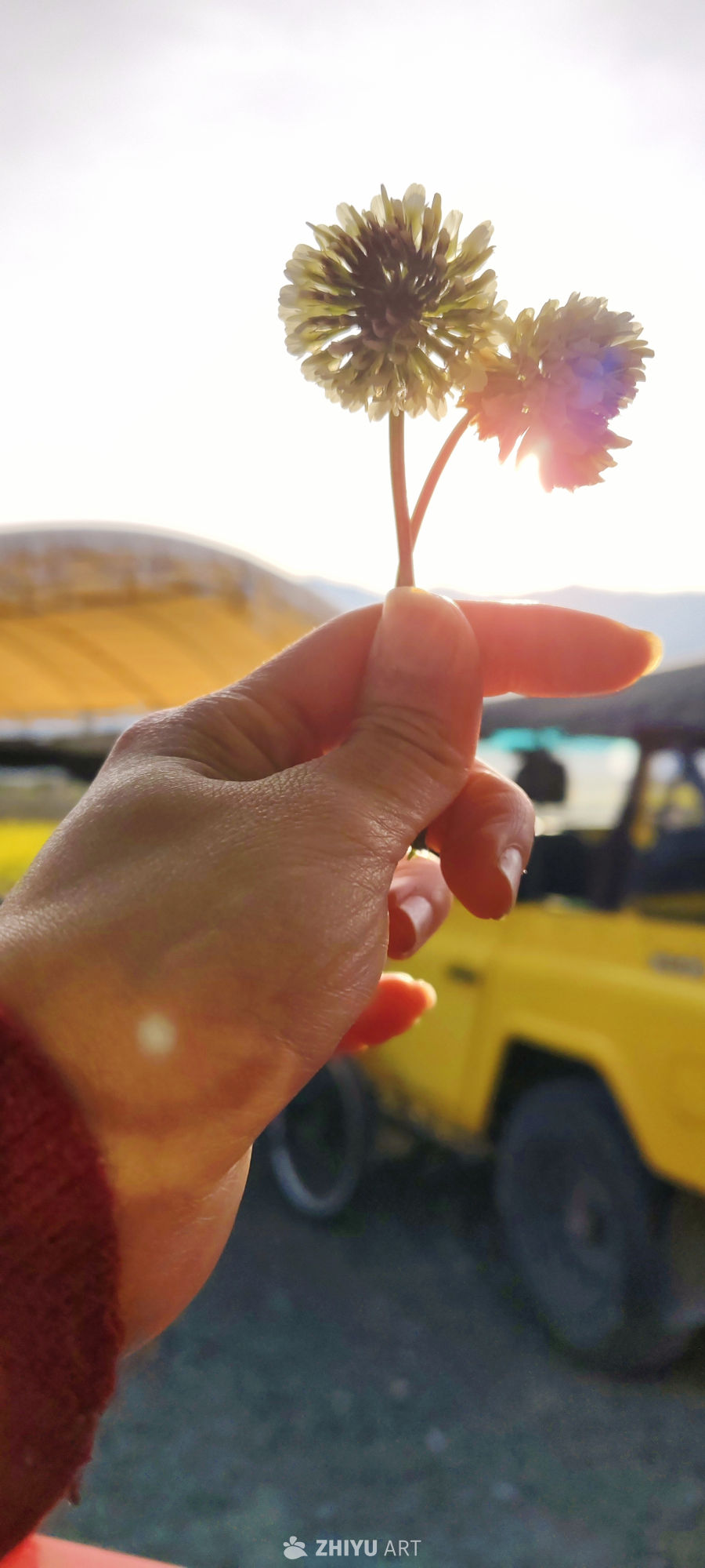 春日 阳光 花